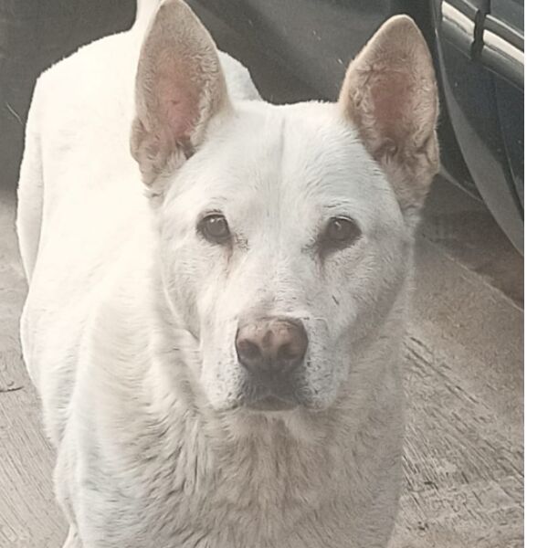 cartel de perro perdido