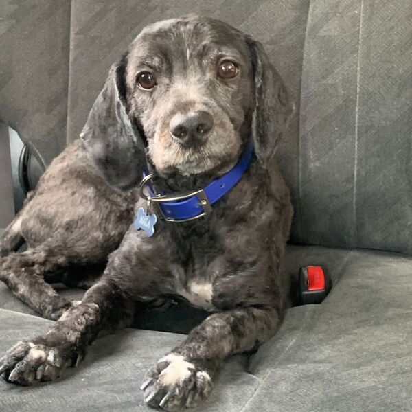 cartel de perro perdido