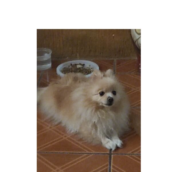 cartel de perro perdido