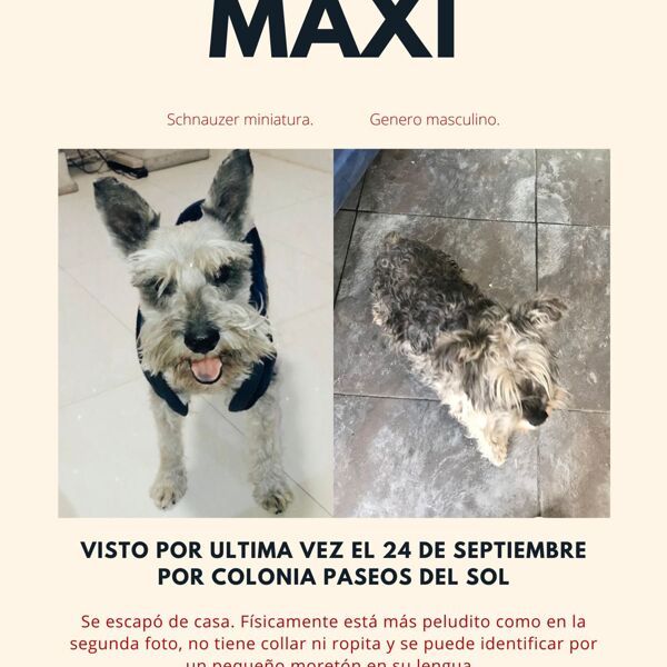 cartel de perro perdido