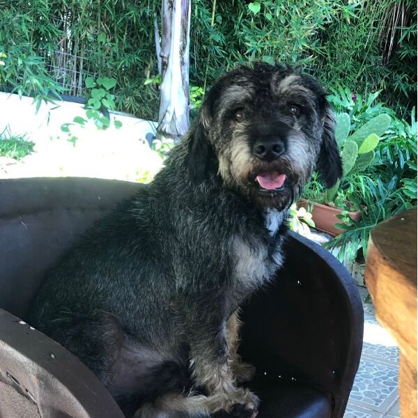 cartel de perro perdido