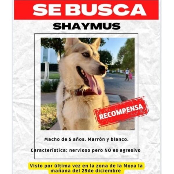 cartel de perro perdido