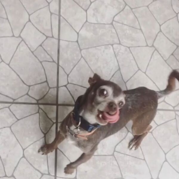 cartel de perro perdido