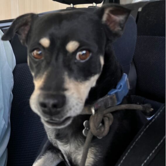 cartel de perro perdido