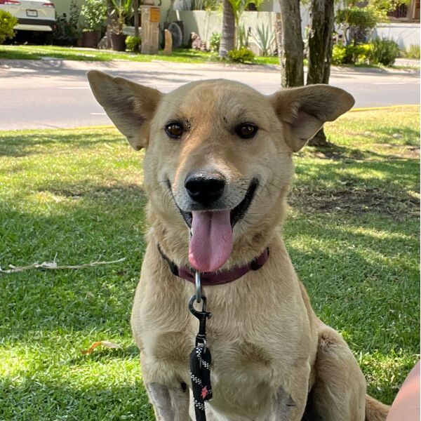 cartel de perro perdido