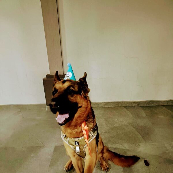 cartel de perro perdido