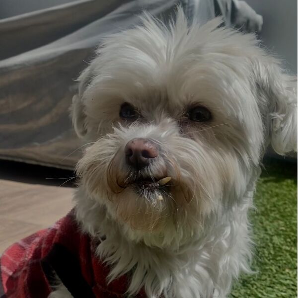 cartel de perro perdido