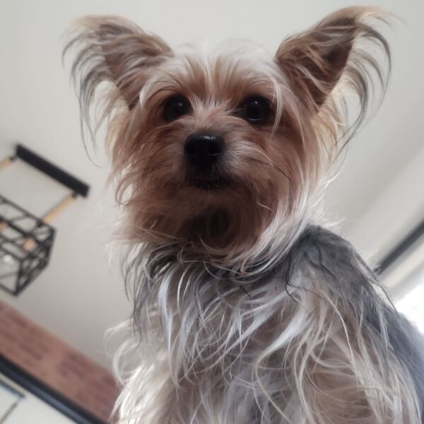 cartel de perro perdido