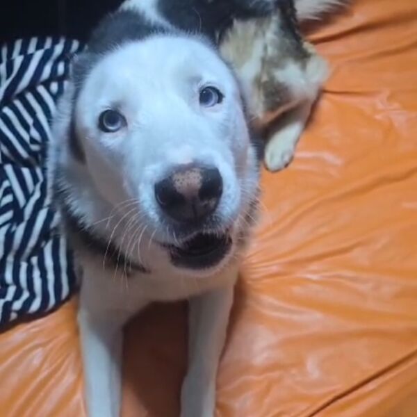 cartel de perro perdido