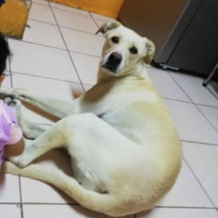 cartel de perro perdido