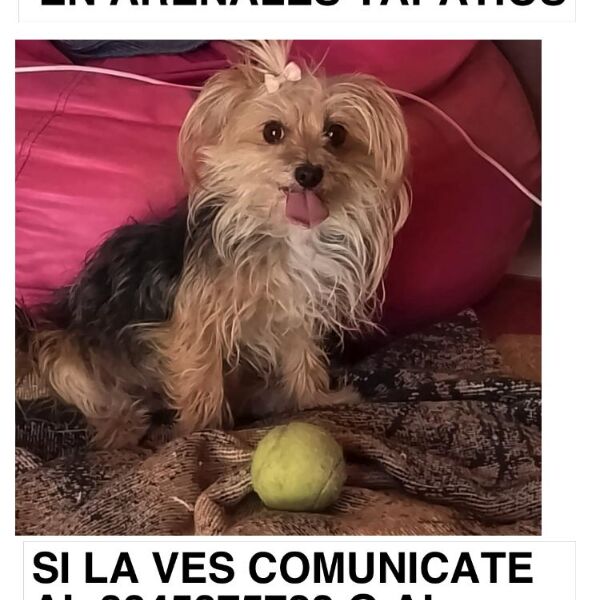cartel de perro perdido