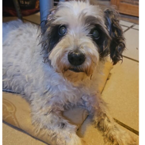 cartel de perro perdido