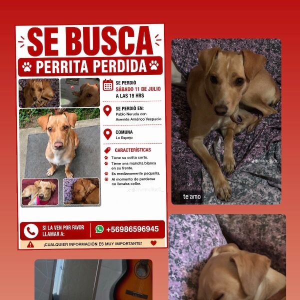 cartel de perro perdido