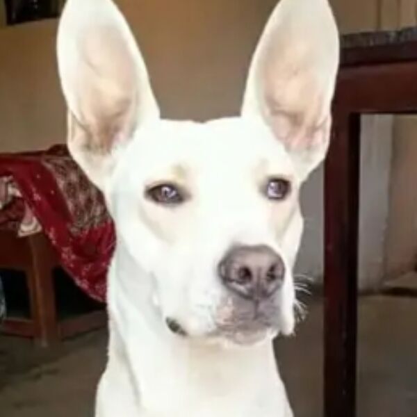 cartel de perro perdido