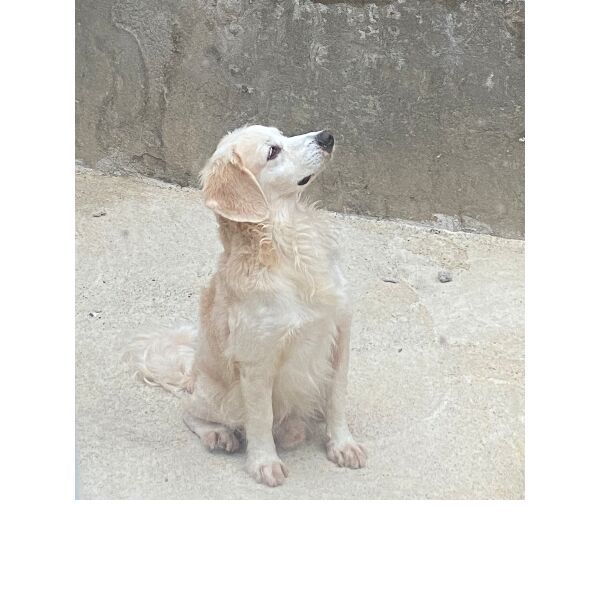 cartel de perro perdido