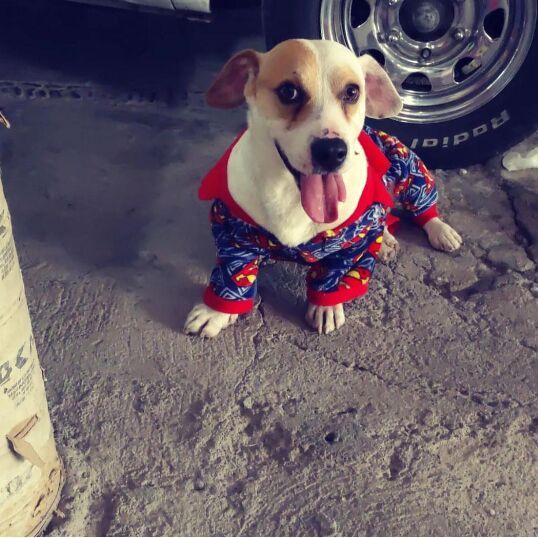 cartel de perro perdido