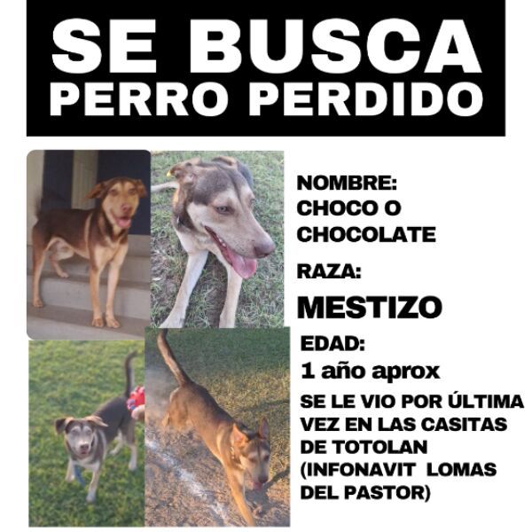 cartel de perro perdido