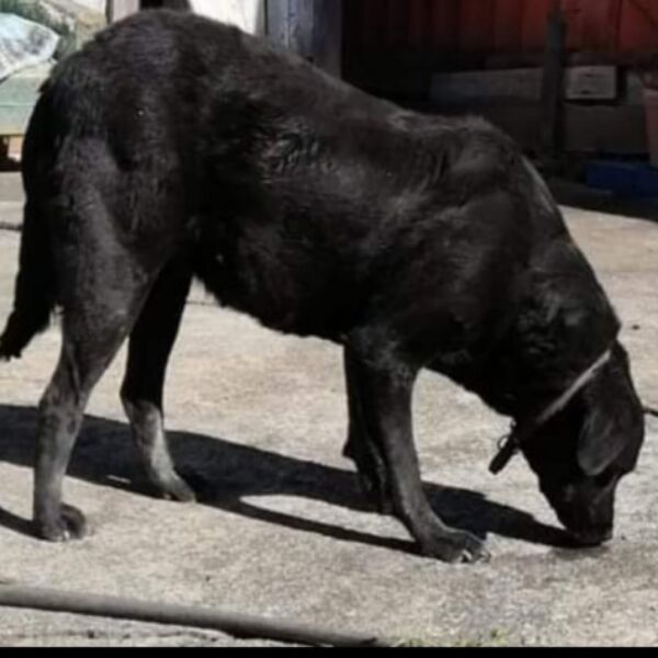 cartel de perro perdido