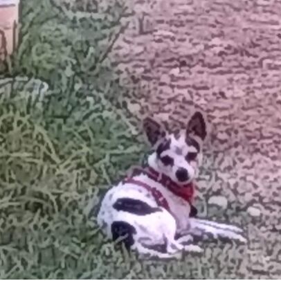 cartel de perro perdido