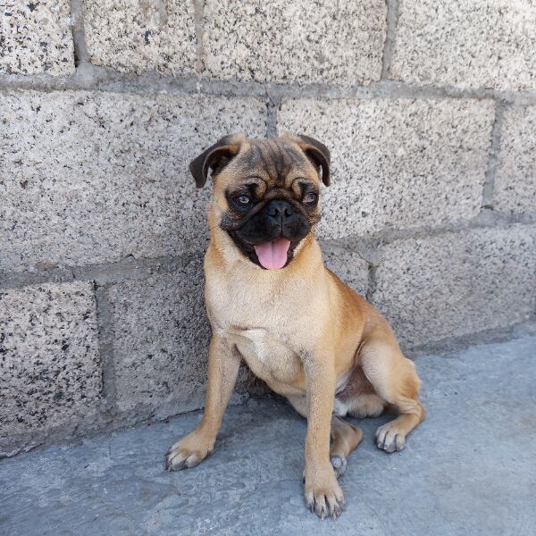 cartel de perro perdido