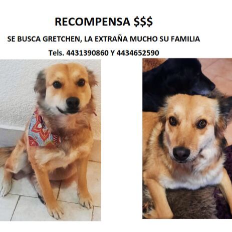 cartel de perro perdido