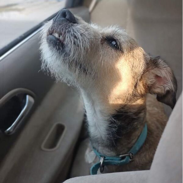 cartel de perro perdido