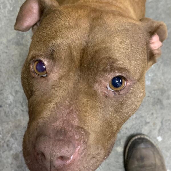 cartel de perro perdido