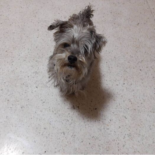 cartel de perro perdido