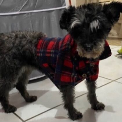 cartel de perro perdido