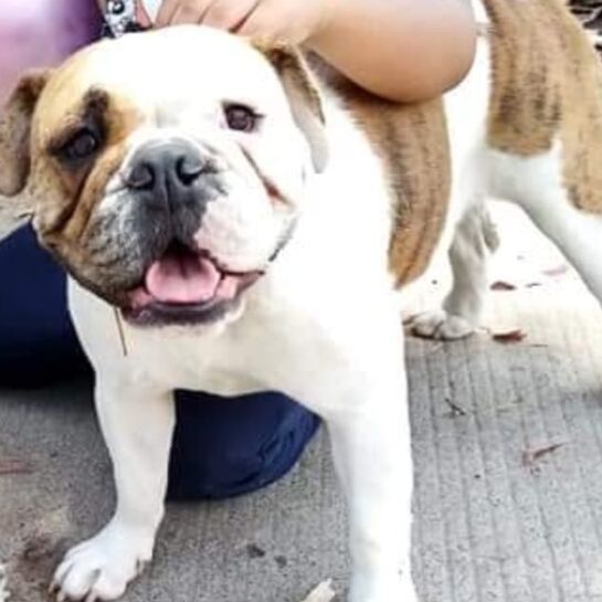 cartel de perro perdido