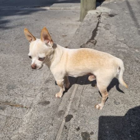 cartel de perro perdido