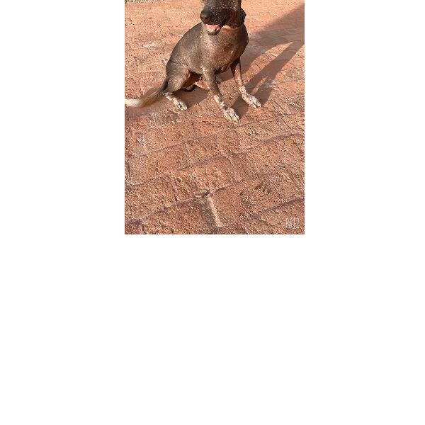 cartel de perro perdido