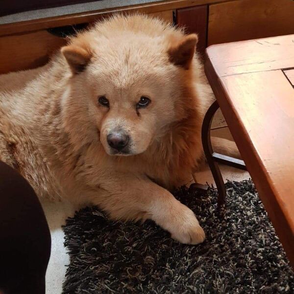 cartel de perro perdido