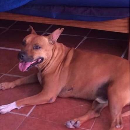 cartel de perro perdido