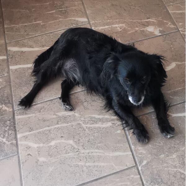 cartel de perro perdido