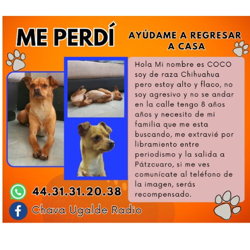 cartel de perro perdido