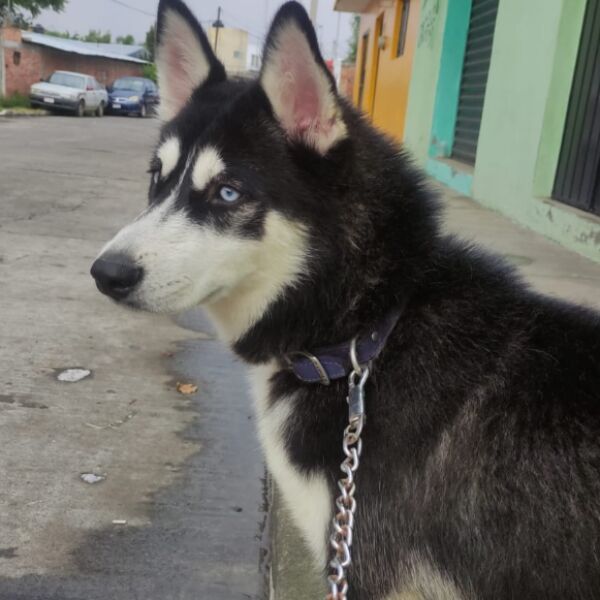 cartel de perro perdido