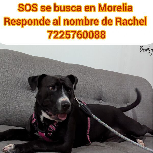 cartel de perro perdido