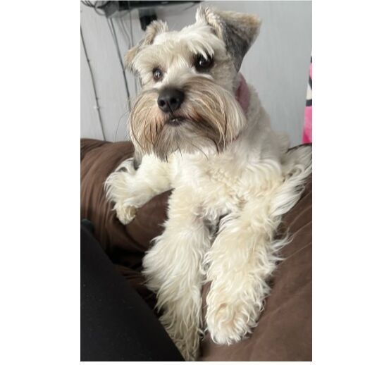 cartel de perro perdido