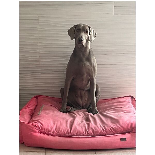 cartel de perro perdido