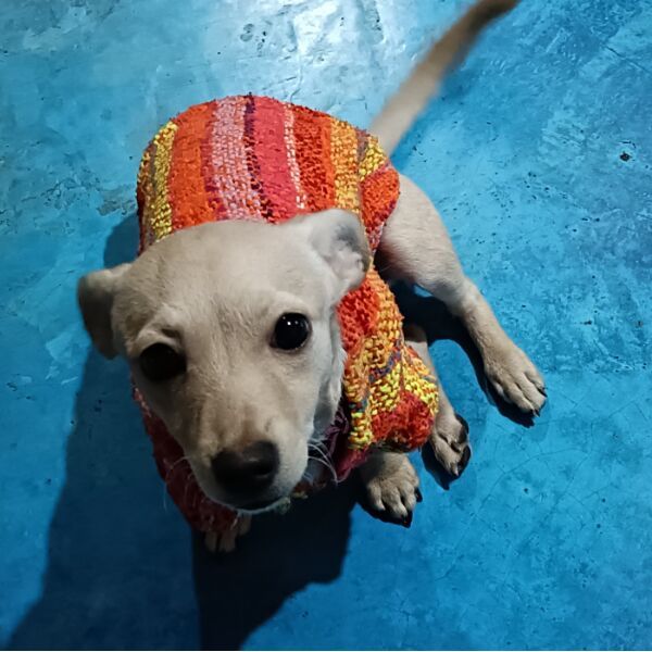 cartel de perro perdido