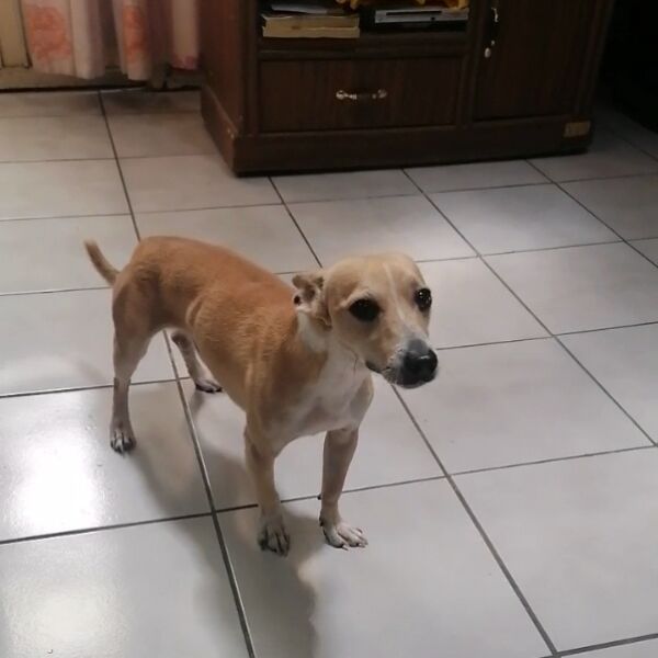 cartel de perro perdido