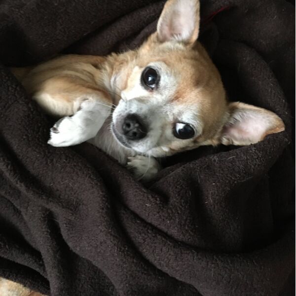 cartel de perro perdido