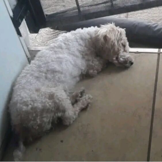 cartel de perro perdido