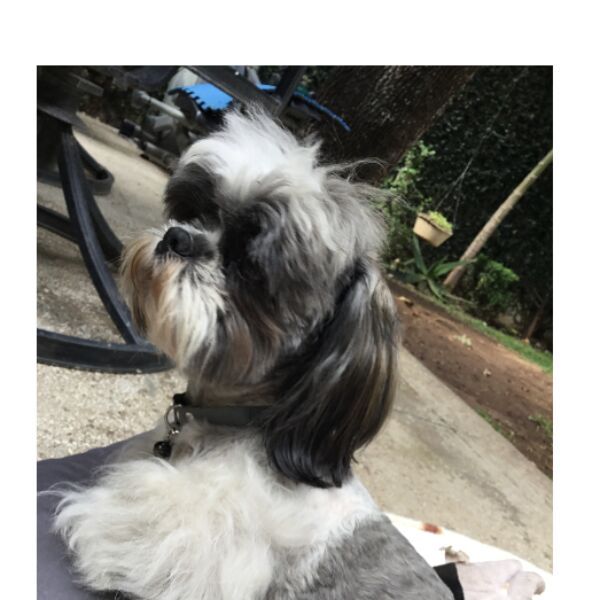 cartel de perro perdido