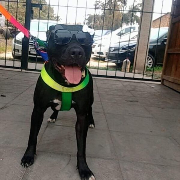 cartel de perro perdido