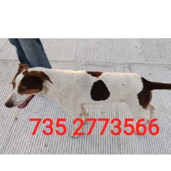 cartel de perro perdido