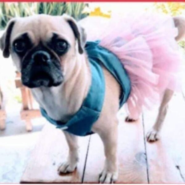 cartel de perro perdido