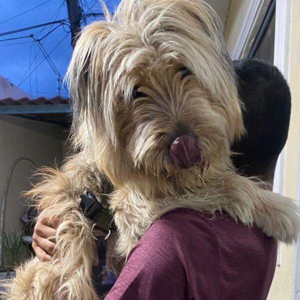 cartel de perro perdido