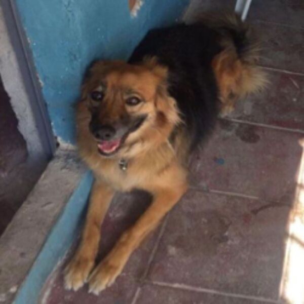 cartel de perro perdido